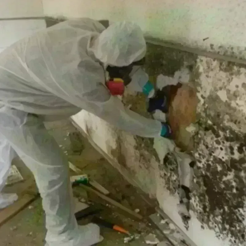 Mold Remediation and Removal in Port Gibson, MS